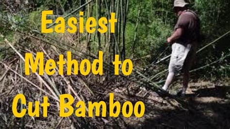 Can you bite bamboo?
