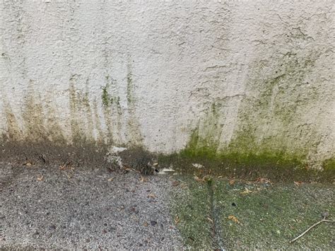 Can you bleach mold on concrete?