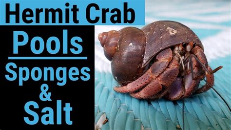 Can you boil hermit crab sponges?