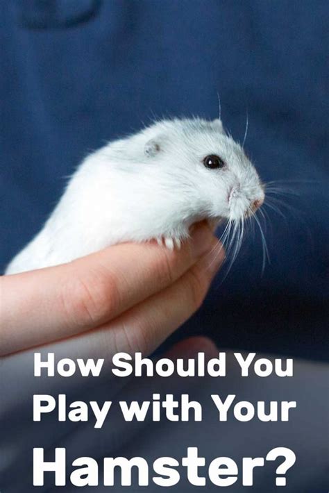Can you bond with a hamster?