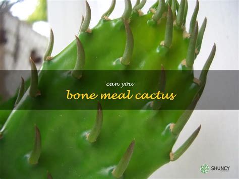 Can you bonemeal cactus?