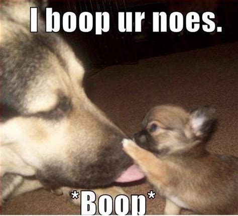 Can you boop your dog?