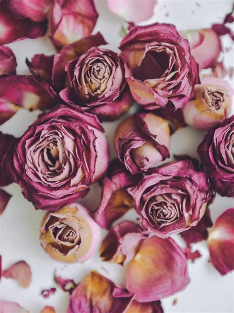 Can you bring dry roses back to life?
