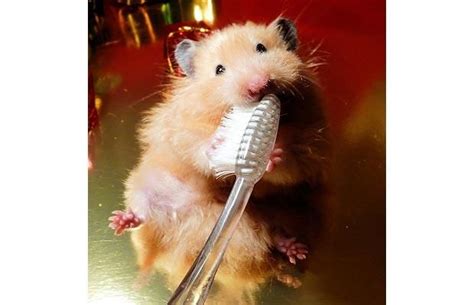 Can you brush hamsters teeth?