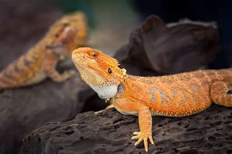 Can you build a relationship with a bearded dragon?