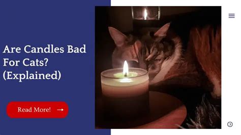 Can you burn cinnamon candles around cats?