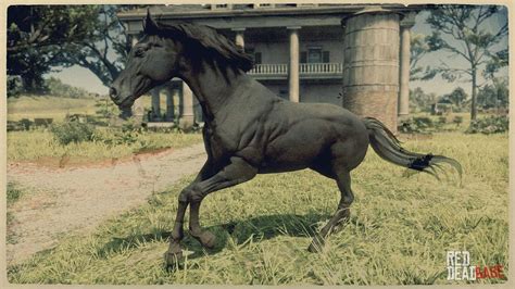 Can you buy a black Arabian RDR2?