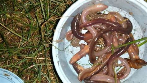 Can you catch worms from raw fish?