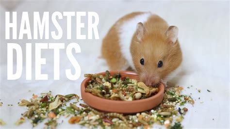 Can you change a hamsters diet?