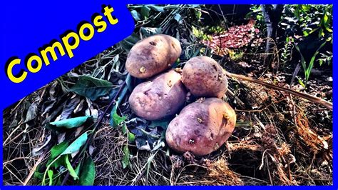 Can you compost rotten potatoes?