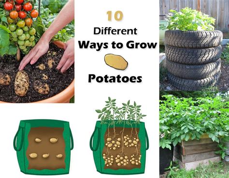 Can you compost sprouted potatoes?