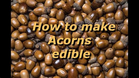 Can you cook acorns?