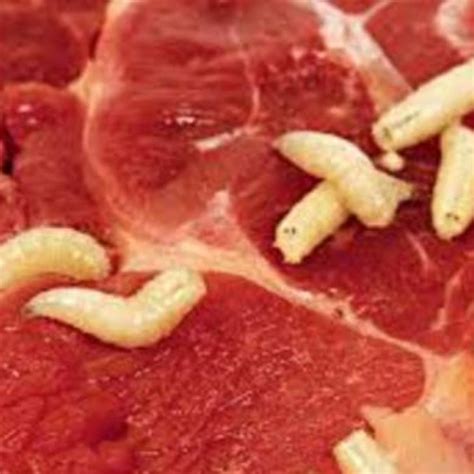 Can you cook trichinosis out of meat?