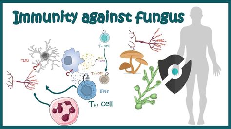Can you develop immunity to fungal infections?
