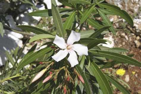 Can you dig up oleander and replant?