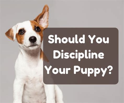 Can you discipline a dog hours later?