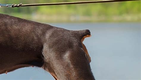 Can you dock a dogs tail at 3 months?