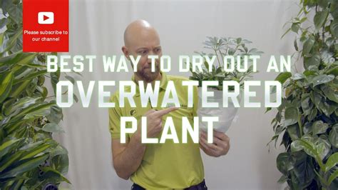 Can you dry out an overwatered plant?