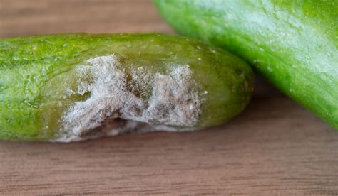 Can you eat a cucumber that had mold on I?