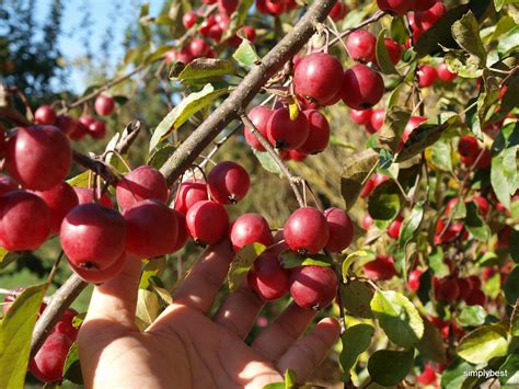 Can you eat a raw crab apple?