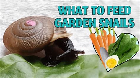 Can you eat a snail raw?