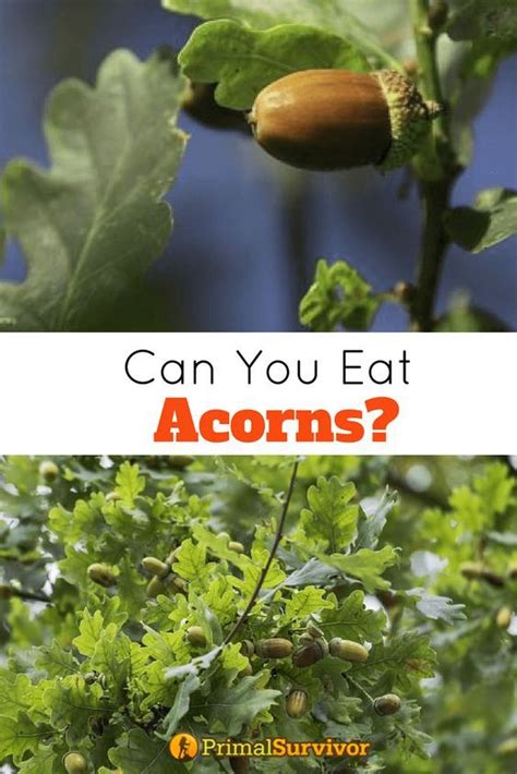 Can you eat acorns without leaching?