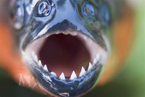 Can you eat ball fish?