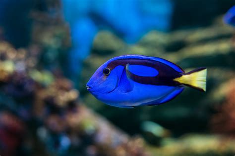 Can you eat blue tang?