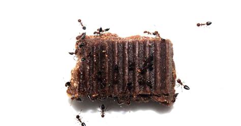 Can you eat chocolate after ants?