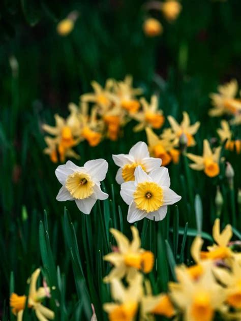 Can you eat daffodils?