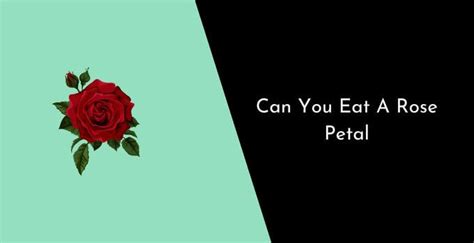 Can you eat dead rose petals?