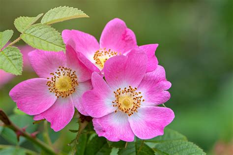 Can you eat dog rose?