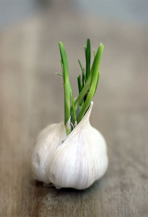 Can you eat garlic that's sprouting?