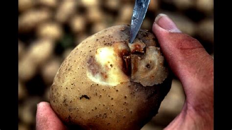 Can you eat potatoes after spraying for blight?