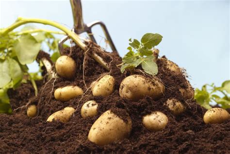 Can you eat potatoes that have been in the ground for a year?