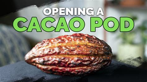 Can you eat raw fresh cacao?