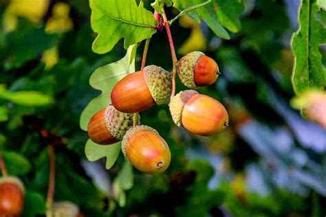 Can you eat red oak acorns?