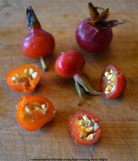 Can you eat rose hips?