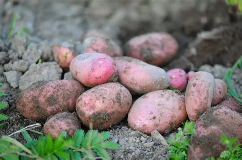 Can you eat seeded potatoes?