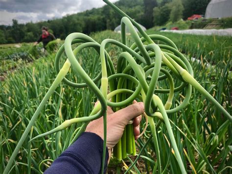 Can you eat straight garlic scapes?
