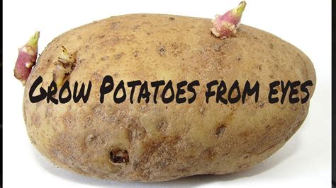 Can you eat the eyes that grow on potatoes?