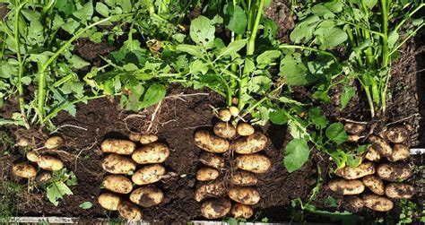 Can you eat the fruit off of a potato plant?