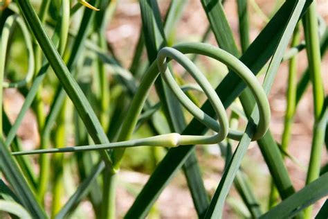 Can you eat the green that grows from garlic?