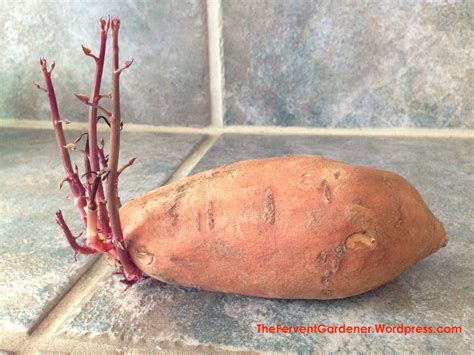 Can you eat the little roots on potatoes?