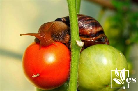 Can you eat tomatoes in space?