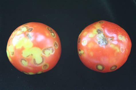 Can you eat tomatoes with mosaic virus?