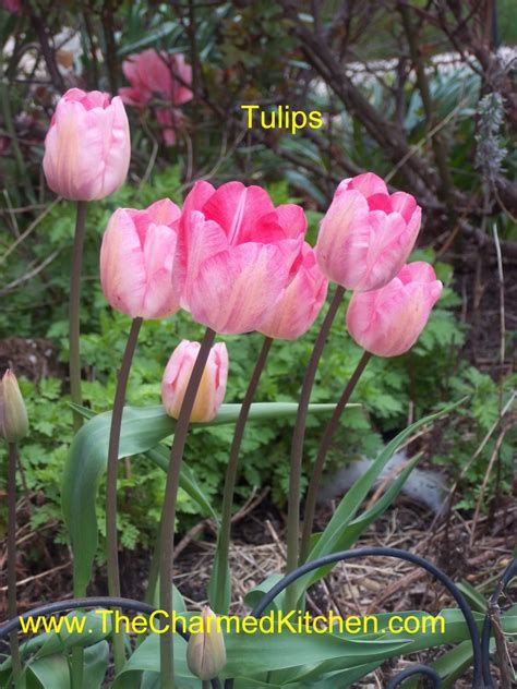 Can you eat tulip petals raw?