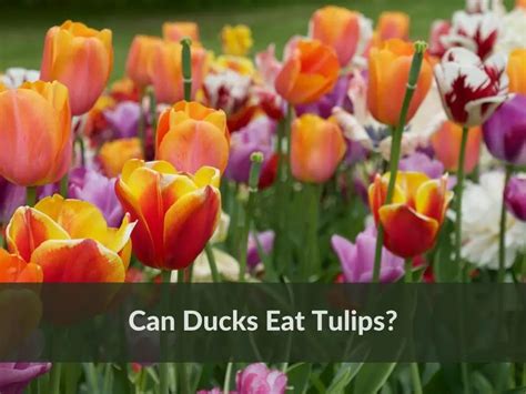 Can you eat tulips?