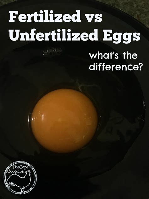 Can you eat unfertilized eggs?