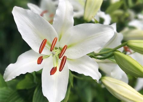 Can you eat white lily?